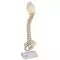 Columna vertebral pediátrica en calidad 3B BONElike™ A52