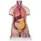 Torso clásico asexuado, 10 partes B09/1