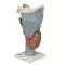 Modelo anatómico de laringe, 2,5 veces su tamaño natural G20 3B Scientific