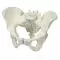 Pelvis femenina, 3-partes H20/1