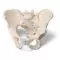 Pelvis masculina en tres piezas 3B Scientific H21/1