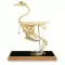 Esqueleto de gallina (Gallus gallus) T30002