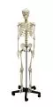 Esqueleto de humano adolescente 2700 Erler Zimmer