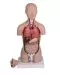 Torso miniatura unisex de 16 partes B223 Erler Zimmer