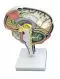 Modelo anatómico del cerebro C77 Erler Zimmer