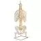 Columna vertebral clásica flexible con tórax y muñónes del femur