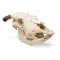 Cráneo de una vaca (Bos taurus) T30015