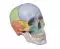 Cráneo didáctico en 3 partes Erler Zimmer