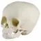 Modelo de Cráneo de niño de 15 meses 4740 Erler Zimmer