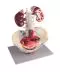 Modelo de aparato urogenital femenino K33 Erler Zimmer