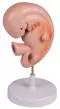 Modelo de embrión humano de 4 semanas L215 Erler Zimmer