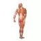 Musculatura Humana, posterior V2005U 