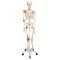 Esqueleto con ligamentos articulares Leo, con soporte rotatorio, 5 patas 3B - A12
