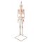 Esqueleto Miniatura “Shorty” con músculos pintados, sobre soporte colgante A18/6