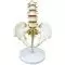 Modelo de pelvis con vértebras lumbares en 5 piezas Mediprem