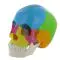 Modelo de cráneo humano didáctico, 22 partes en colores Mediprem