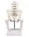 Vértebras lumbares con pelvis y muñones femorales sobre base 4045 Erler Zimmer