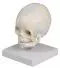 Modelo de cráneo de feto de 30 semanas 4519 Erler Zimmer