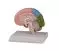 Parte derecha del cerebro humano con campo de representación de la corteza cerebral Erler Zimmer