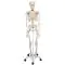Esqueleto de cuerpo humano tamaño real Mediprem