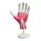 Esqueleto de la mano en 3 partes
