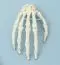 Esqueleto de la mano sin soporte Erler Zimmer