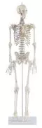 Esqueleto en miniatura Daniel con músculos numerados 3035 Erler Zimmer