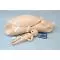 Torso Maternal y maniquí neonatal W45113 3B Scientific