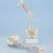 Columna vertebral con Pelvis desmontable Erler Zimmer