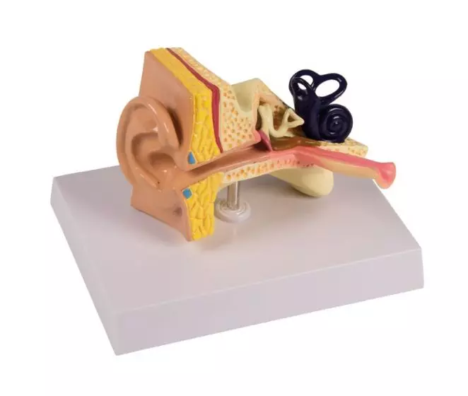 Modelo de oído infantil aumentado 1,5 veces E25 Erler Zimmer