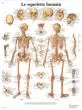 Lámina anatómica del esqueleto humano VR2113UU