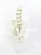Modelo de pelvis con vértebras lumbares en 5 piezas Mediprem