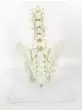 Modelo de pelvis con vértebras lumbares en 5 piezas Mediprem