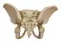 Modelo de pelvis de un  niño de 5 años 4051 Erler Zimmer
