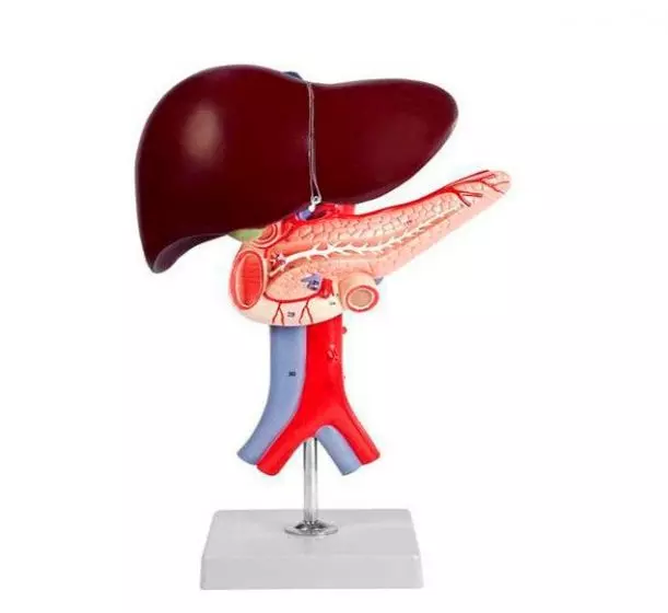 Modelo del hígado, páncreas y duodeno Mediprem