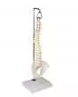 Modelo de columna vertebral en miniatura suspendida con pelvis 4002 Erler Zimmer