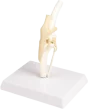 Modelo anatómico de la rodilla canina Erler Zimmer