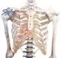 Esqueleto humano Bert con ligamentos Erler Zimmer 3010