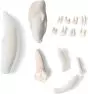 Modelo de dientes de mamíferos T300291 3B Scientific (20 piezas)