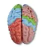 Modelo del cerebro en 5 partes Erler Zimmer