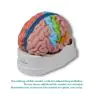 Modelo del cerebro en 5 partes Erler Zimmer
