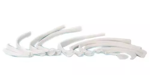 Modelo de 12 vértebras lado derecho Erler Zimmer 3070