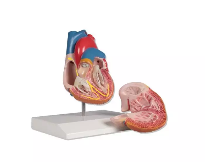 Modelo de corazón en 2 partes con sistema de conducción G207 Erler Zimmer