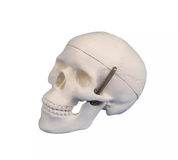 Modelo de cráneo en miniatura en 3 partes 4650/1 Erler Zimmer