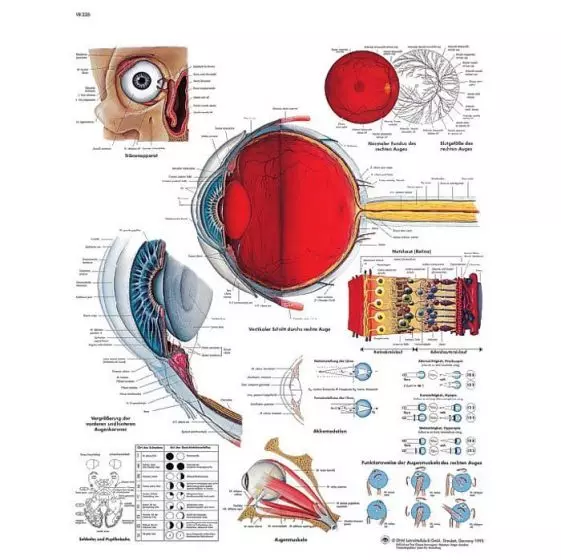 Lamina anatómica del ojo humano VR2226L 3B Scientific