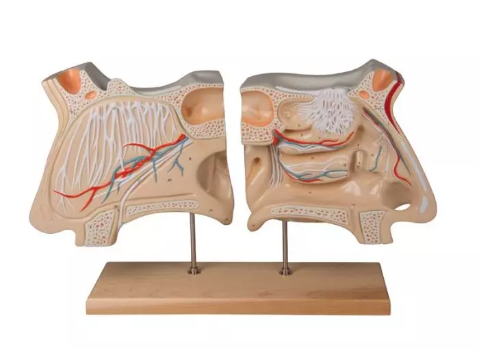Sistema olfativo aumentado 4 veces Erler Zimmer C70