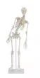 Esqueleto en miniatura Fred con columna vertebral flexible y músculos numerados 3045 Erler Zimmer