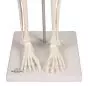 Esqueleto miniatura Patrick Erler Zimmer