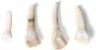 Modelo de dientes de mamíferos T300291 3B Scientific (20 piezas)