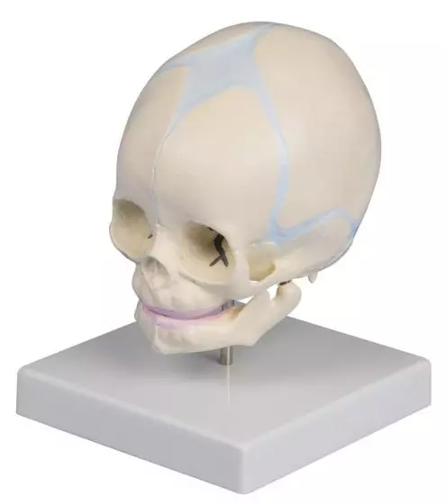 Modelo de cráneo de feto de 30 semanas 4519 Erler Zimmer